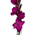 Gladiolus - Purple